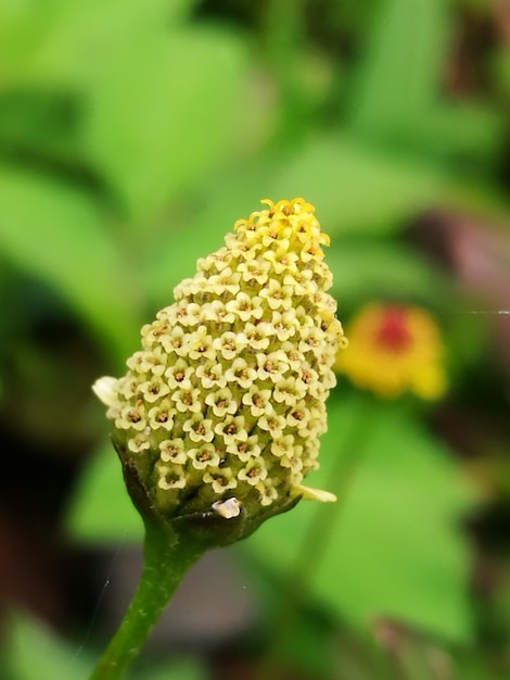 fiori gialli su verde