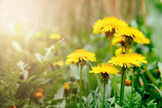 Fiori gialli sul campo in primavera