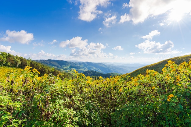 Fiori gialli sulla montagna