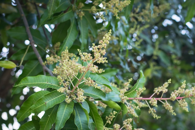 Fiori gialli verdi del mango sull&#39;albero