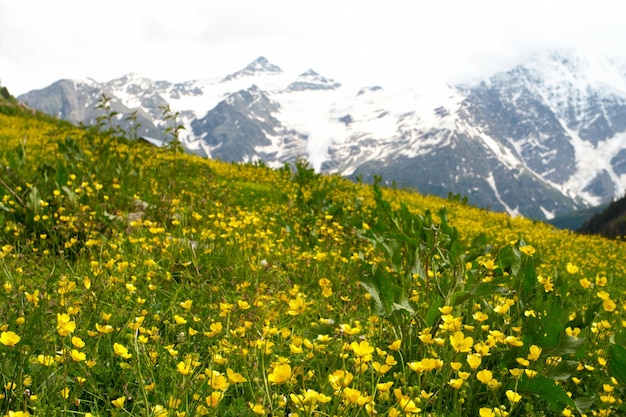 Fiori gialli