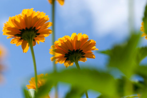 Fiori giallo-arancio in estate