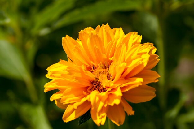 Fiori giallo-arancio in estate