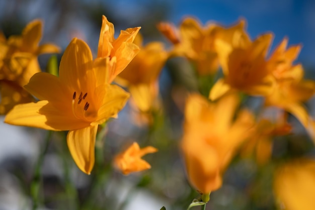 Fiori giallo arancio per lo più sfocati su sfondo blu cielo Daylily giallo illuminato dal sole con foglie verdi sfocate Hemerocallis lilioasphodelus in una giornata di sole Carta da parati estiva natura