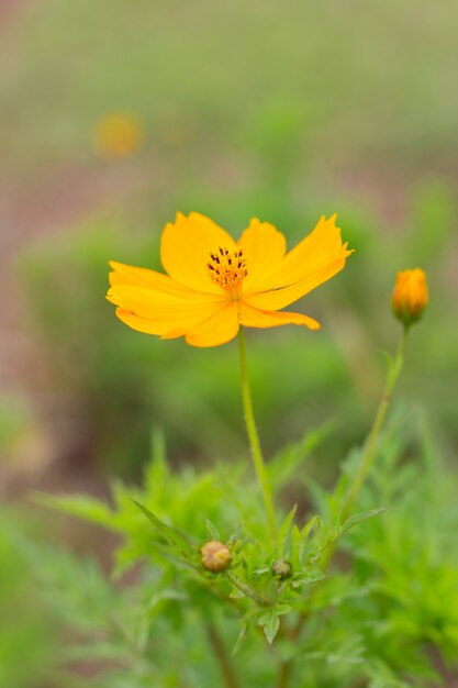 Fiori giallo cosmo