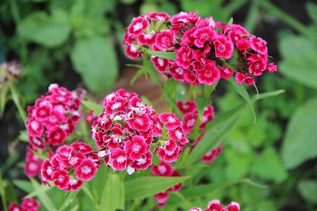 Fiori grandi e belli crescono luminosi in estate