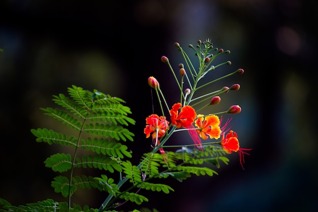 Fiori Gulmohar