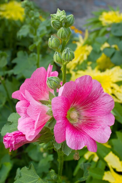 Fiori Holly Hock in giardino