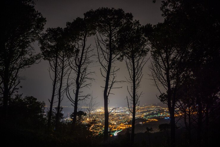 Foto fiori illuminati alberi montagne e mare