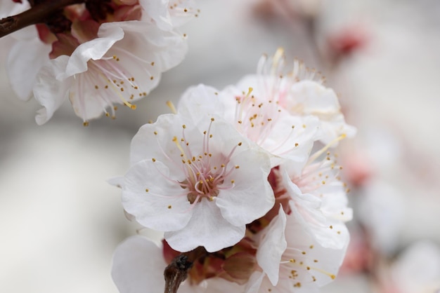 Fiori in fiore con teneri petali bianchi e stami sul ramo di un albero da frutto sbocciano in