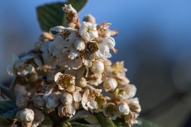 Fiori in fiore di albero di nespolo