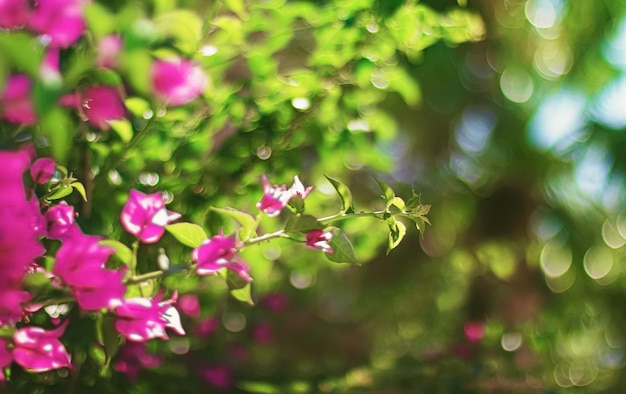 Fiori in fiore e palma al tramonto natura in estate meta di vacanze tropicali e viaggi estivi