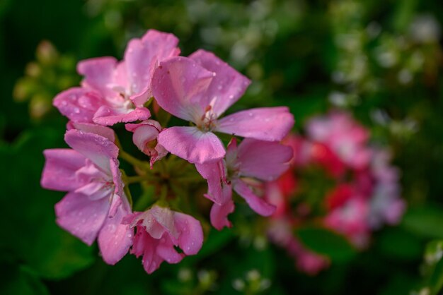 fiori in Germania