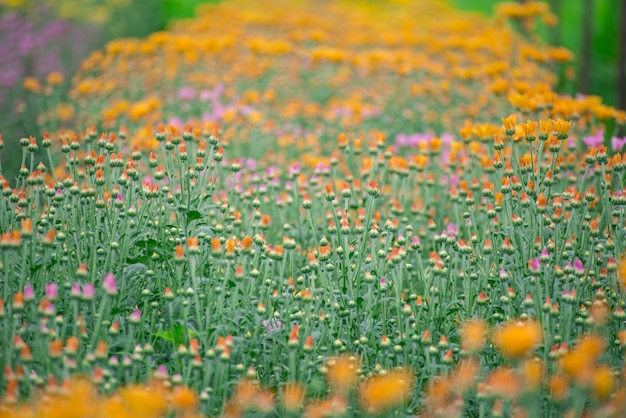 Fiori in giardino, carta da parati colorata crisantemo