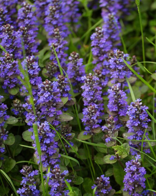 Fiori in giardino giorno d'estate si chiuda