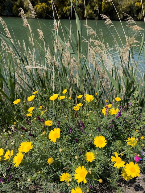 Fiori in giardino in una giornata di sole