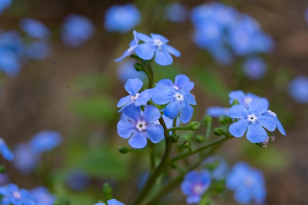 Fiori in giardino primaverile Fioritura di piccoli fiori blu
