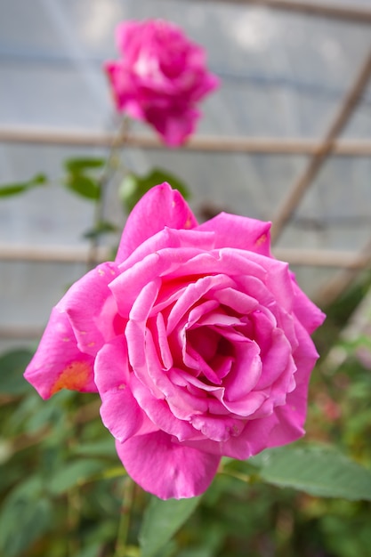 fiori in giardino, rosa