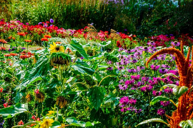 Fiori in giardino sotto la pioggia estiva.