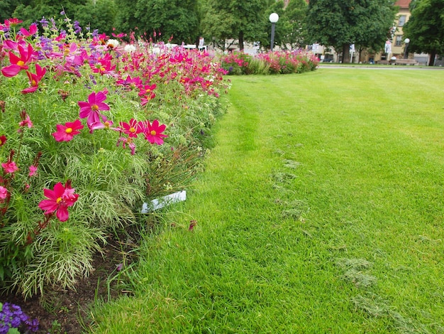 Fiori in giardino