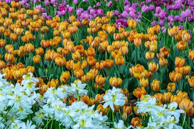 Fiori in giardino