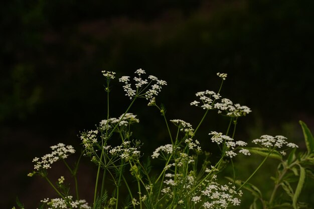 fiori in Himalaya Uttarakhand India