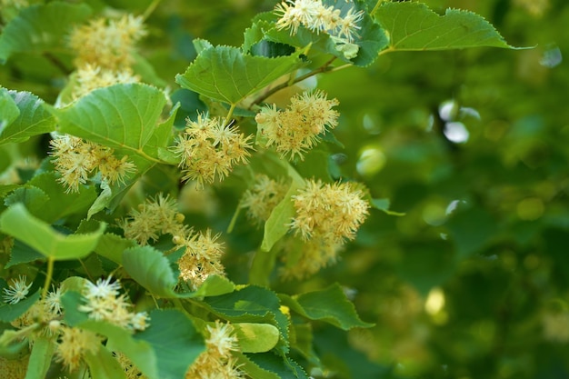 Fiori in legno di tiglio albero in fiore utilizzato per la preparazione del tè curativo sfondo naturale