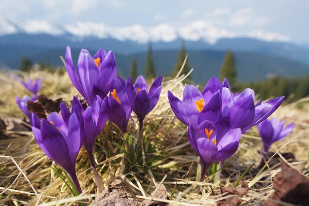 Fiori in montagna