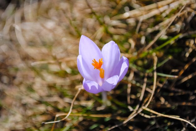 Fiori in Montenegro.