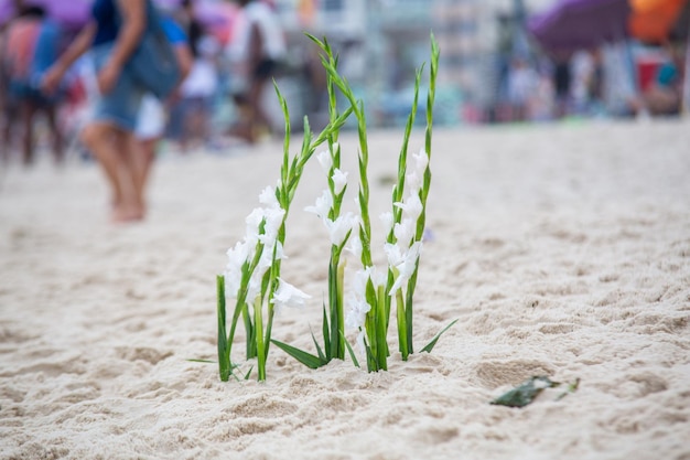 Fiori in onore di iemanja durante una festa sulla spiaggia di copacabana in Brasile