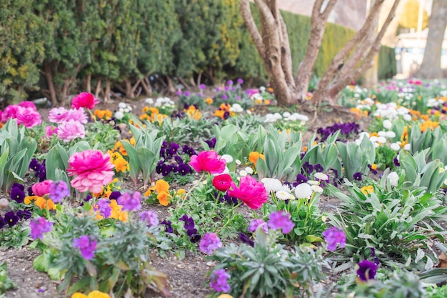 Fiori in un'aiuola nel parco