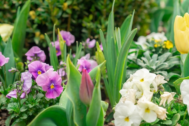 Fiori in un'aiuola nel parco