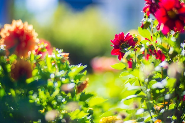 Fiori in un letto vicino alla casa Bellissimo paesaggio naturale di campagna con un forte sfondo sfocato