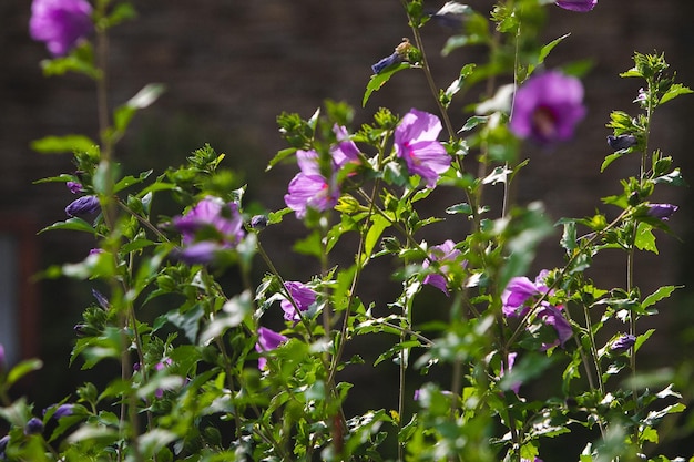 Fiori in un ristorante servito tavolo Cesto con fiori kibana matrimonio floristica