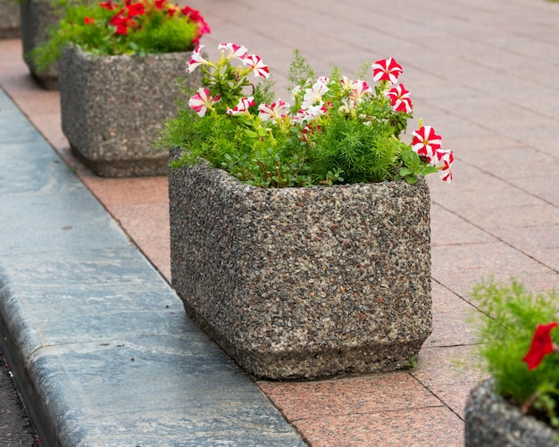 Fiori in vasche di pietra decorazione con piante dell'ambiente urbano