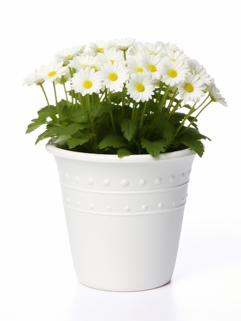 Fiori in vaso su sfondo bianco