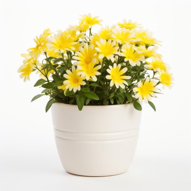 Fiori in vaso su sfondo bianco