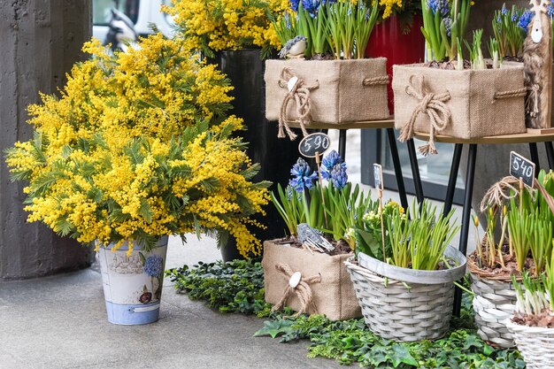 Fiori in vendita al mercato dei fiori. Fiori perenni bulbosi per il giardino. rami di mimosa