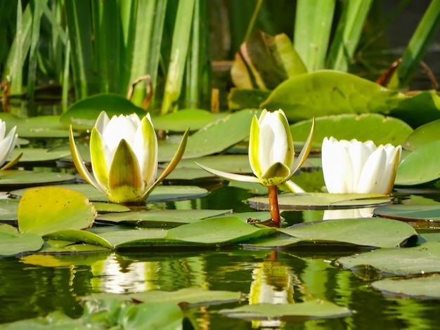 Fiori incantevoli White Nymphaea alba comunemente chiamata ninfea o ninfea tra foglie verdi