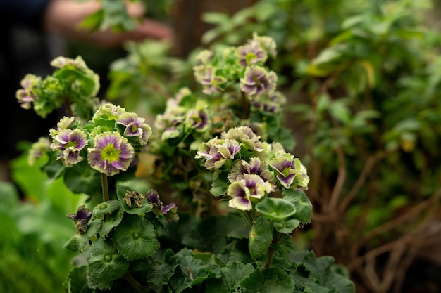 Fiori insoliti sbocciano nel giardino botanico