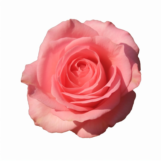 Fiori isolati