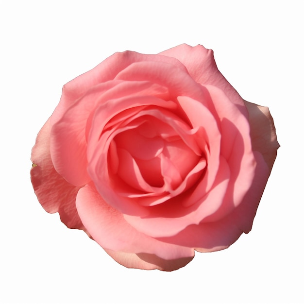 Fiori isolati