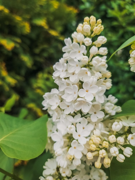 Fiori lilla bianchi Fioritura primaverile