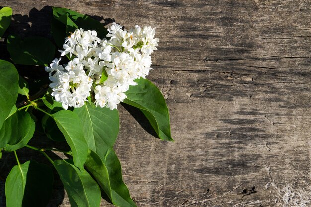 Fiori lilla bianchi su fondo di legno con spazio di copia