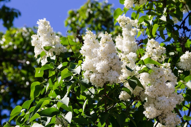 Fiori lilla bianchi su un cespuglio