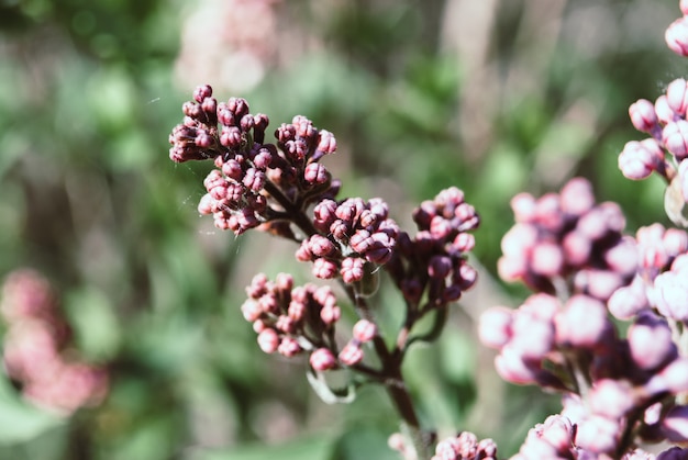 Fiori lilla che sbocciano a maggio.