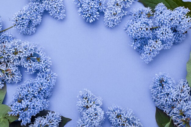 Fiori lilla che si trovano sul fondo blu