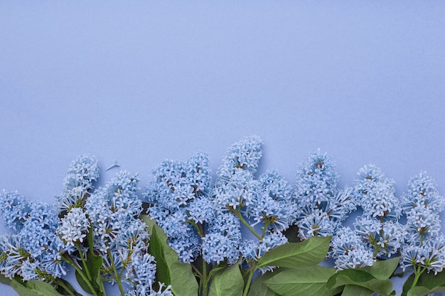 Fiori lilla che si trovano sul fondo blu