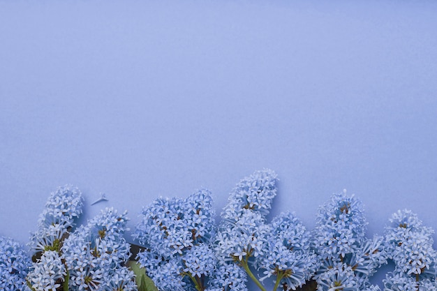 Fiori lilla che si trovano sul fondo blu