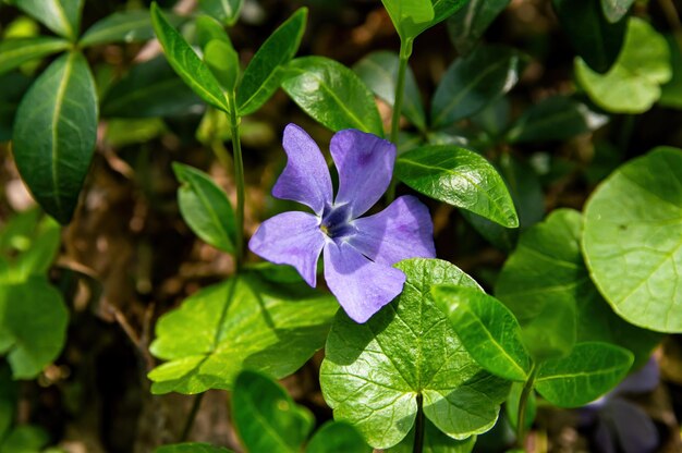 Fiori lilla di violette di bosco in fiore con foglie verdi